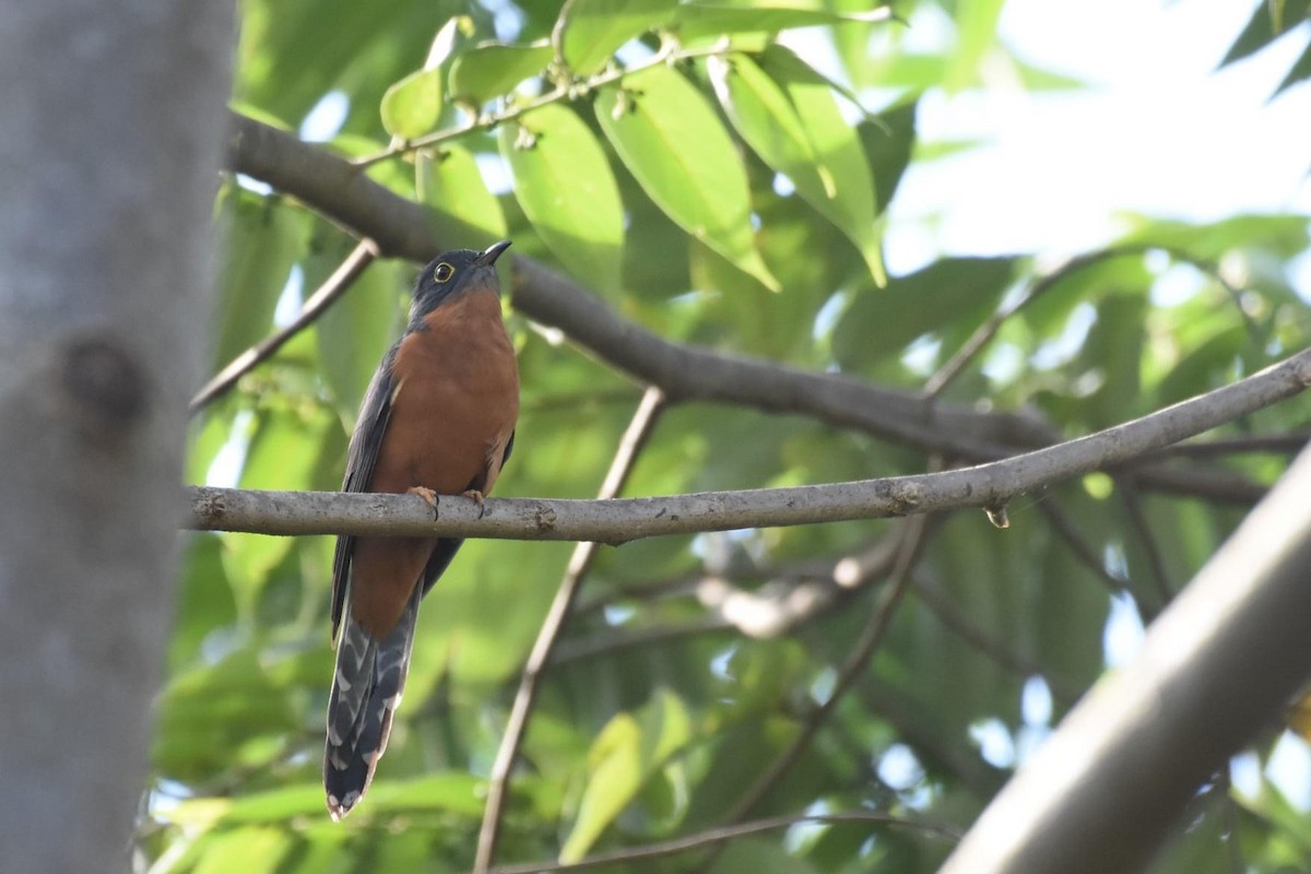 Chestnut-breasted Cuckoo - ML609150274