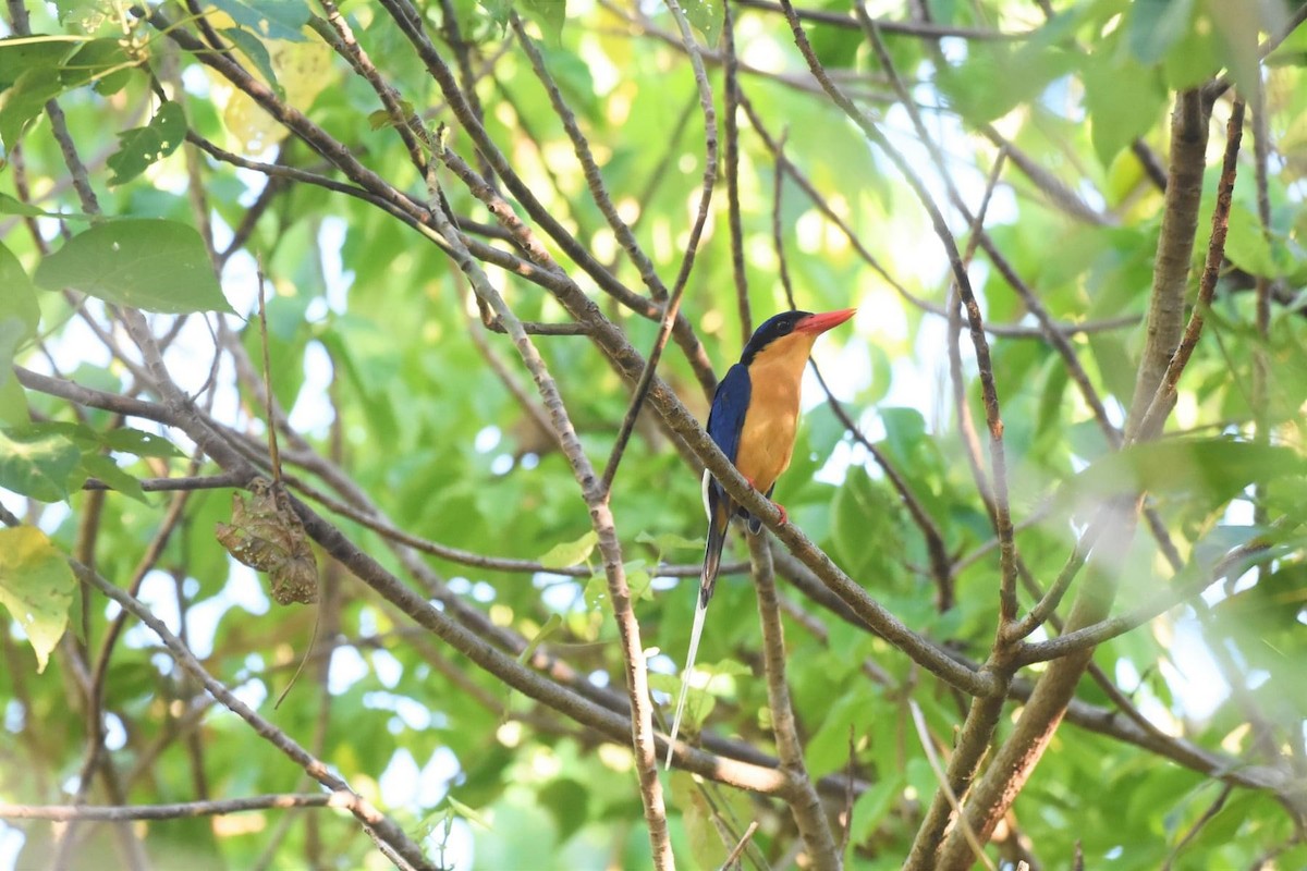 Buff-breasted Paradise-Kingfisher - ML609150285