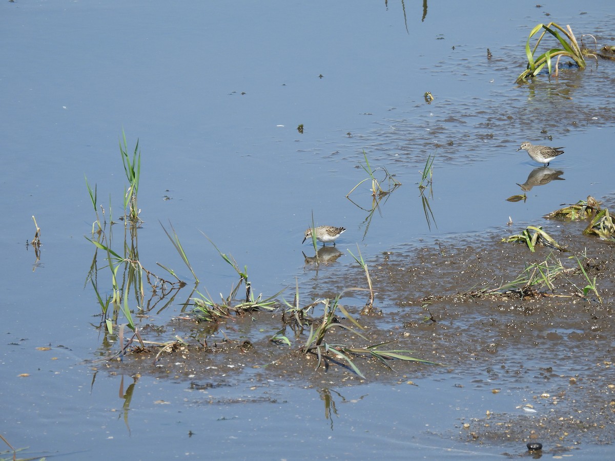 Semipalmated Sandpiper - ML609150374