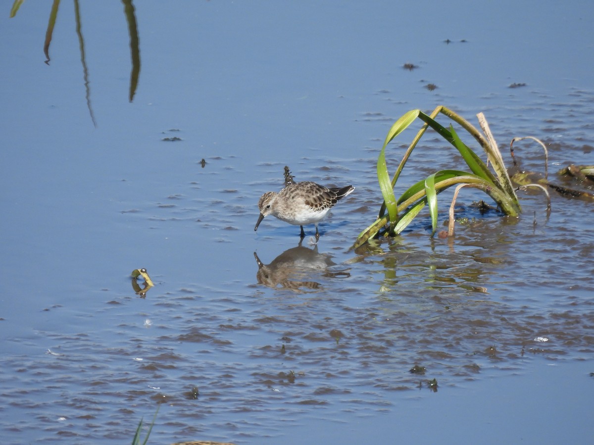 Semipalmated Sandpiper - ML609150376