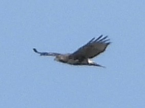 Red-tailed Hawk - ML609150466