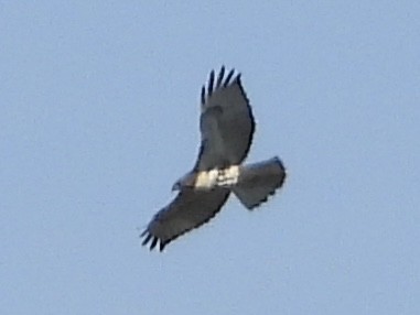 Red-tailed Hawk - ML609150467