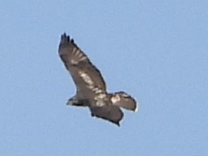 Red-tailed Hawk - ML609150468