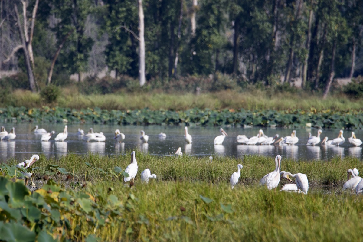 American White Pelican - ML609150469