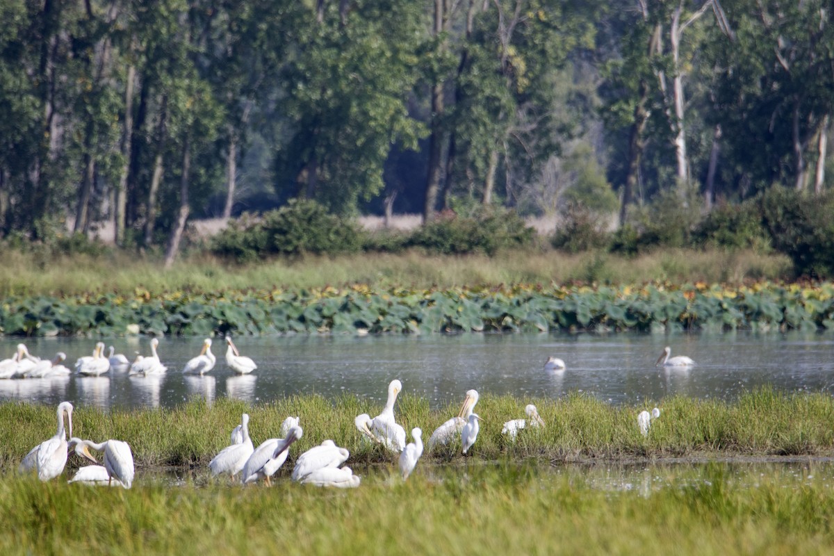 American White Pelican - David Wilkins