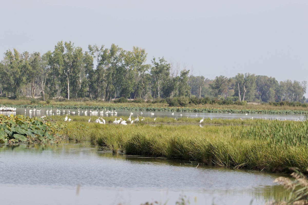 American White Pelican - ML609150471