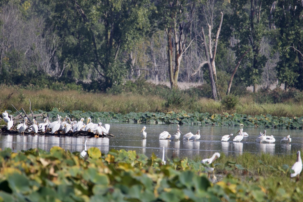 American White Pelican - David Wilkins