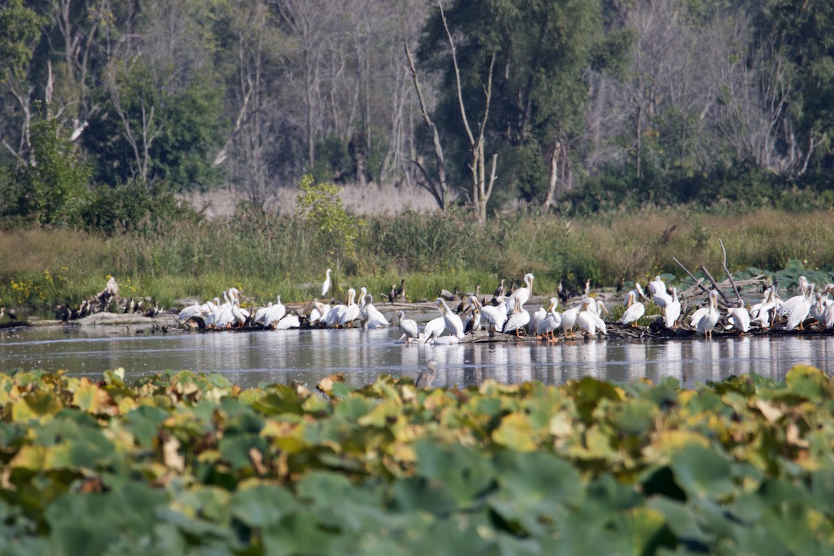 American White Pelican - David Wilkins