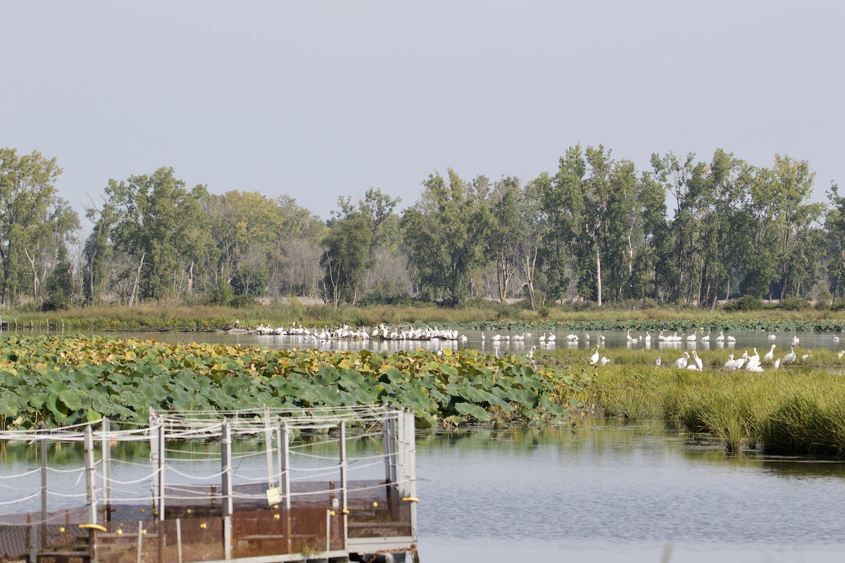 American White Pelican - ML609150474