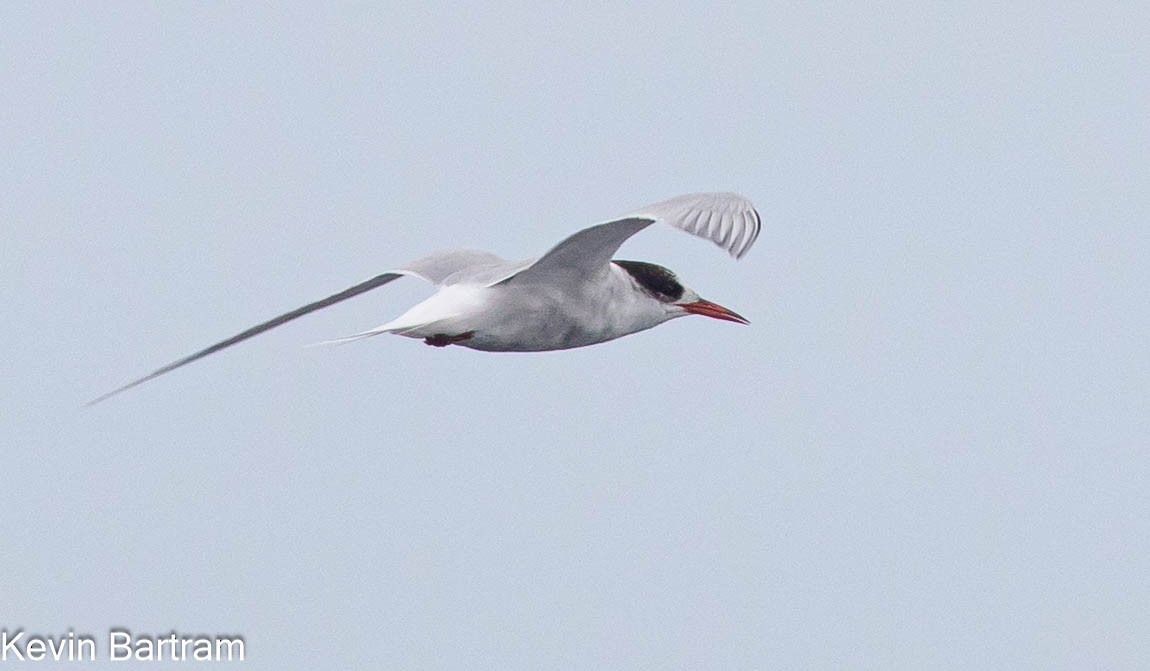 Antarctic Tern - Kevin Bartram