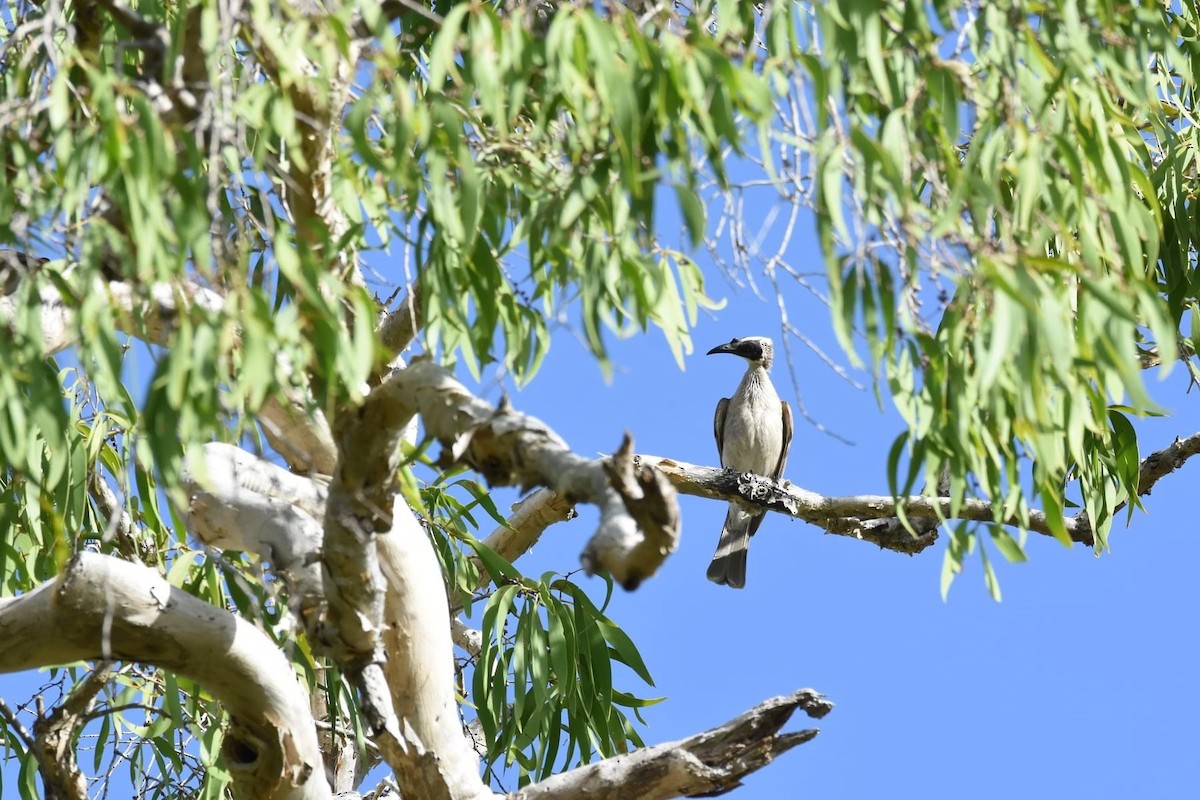 Silver-crowned Friarbird - ML609150513