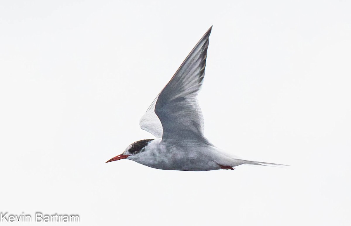 Antarctic Tern - ML609150530