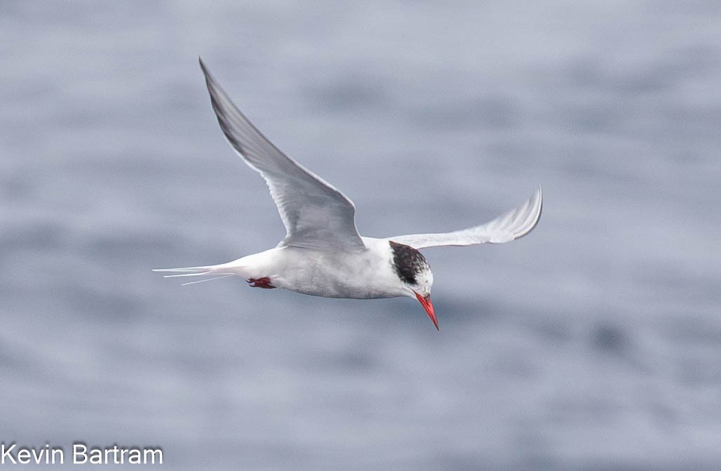 Antarctic Tern - Kevin Bartram
