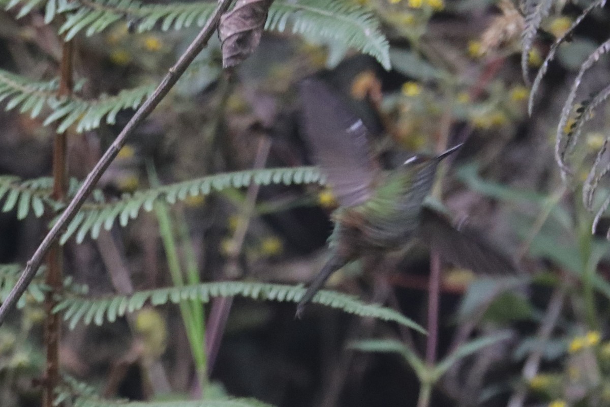 Kıvrık Gagalı Kolibri - ML609150617
