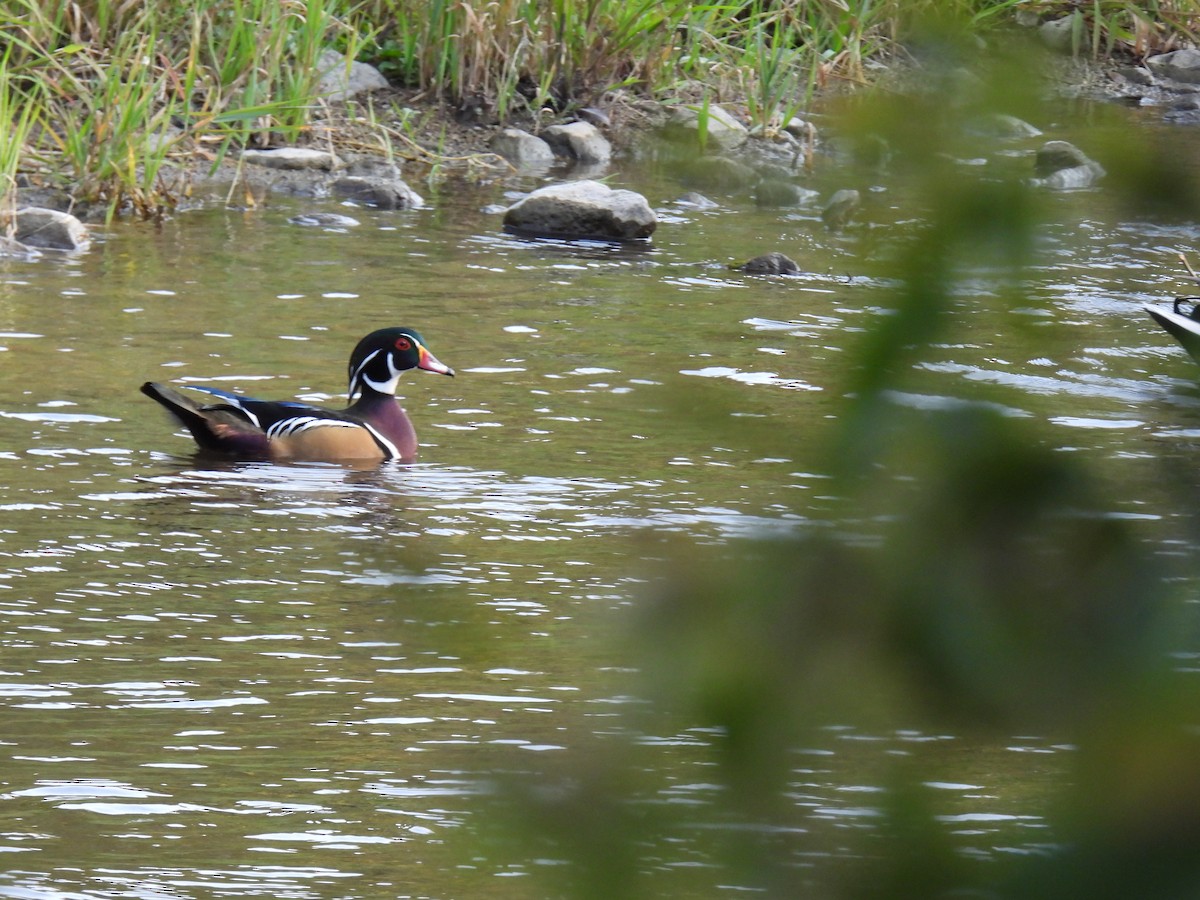 Wood Duck - ML609150651