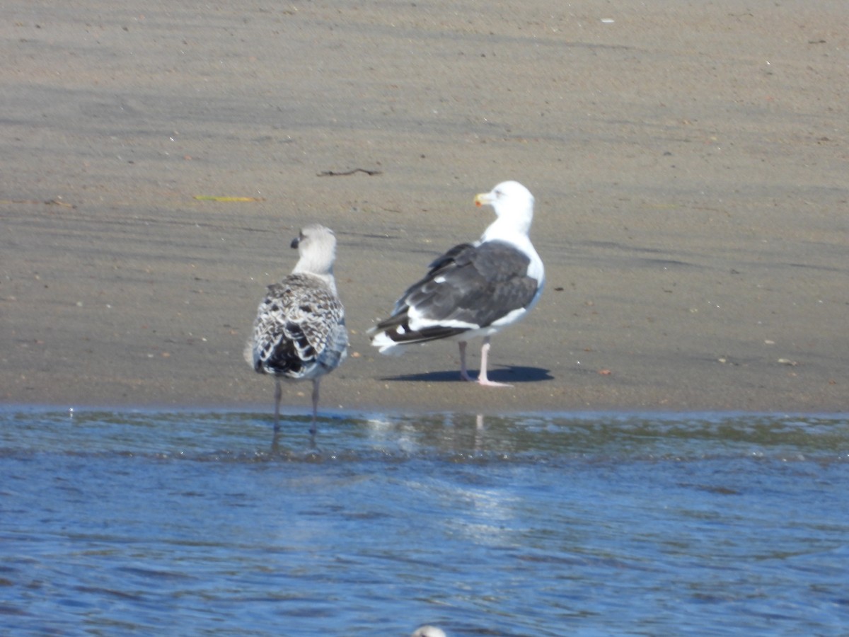 Great Black-backed Gull - ML609150718