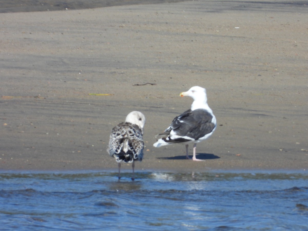 Great Black-backed Gull - ML609150719