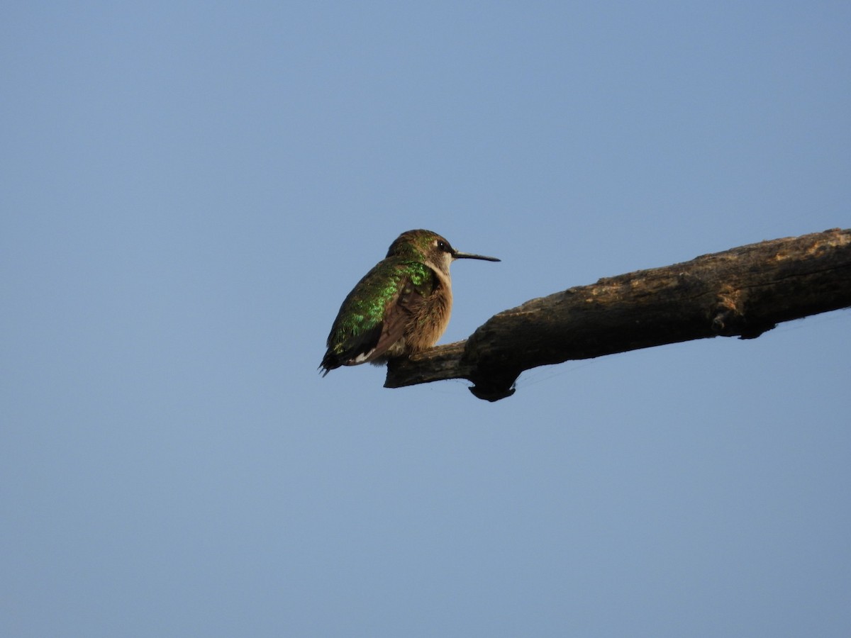 Ruby-throated Hummingbird - ML609150726