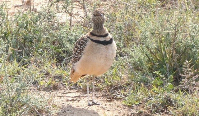 Double-banded Courser - ML609150730