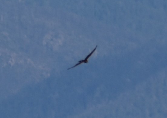 Northern Harrier - Michael Smith