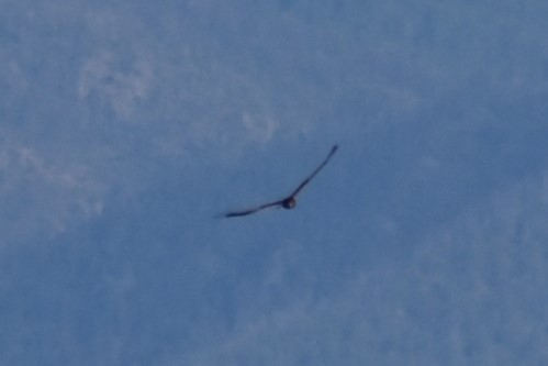 Northern Harrier - ML609150982