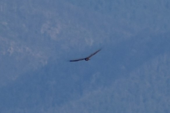 Northern Harrier - ML609150983