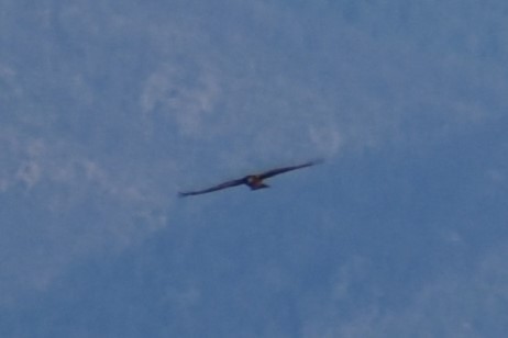 Northern Harrier - Michael Smith