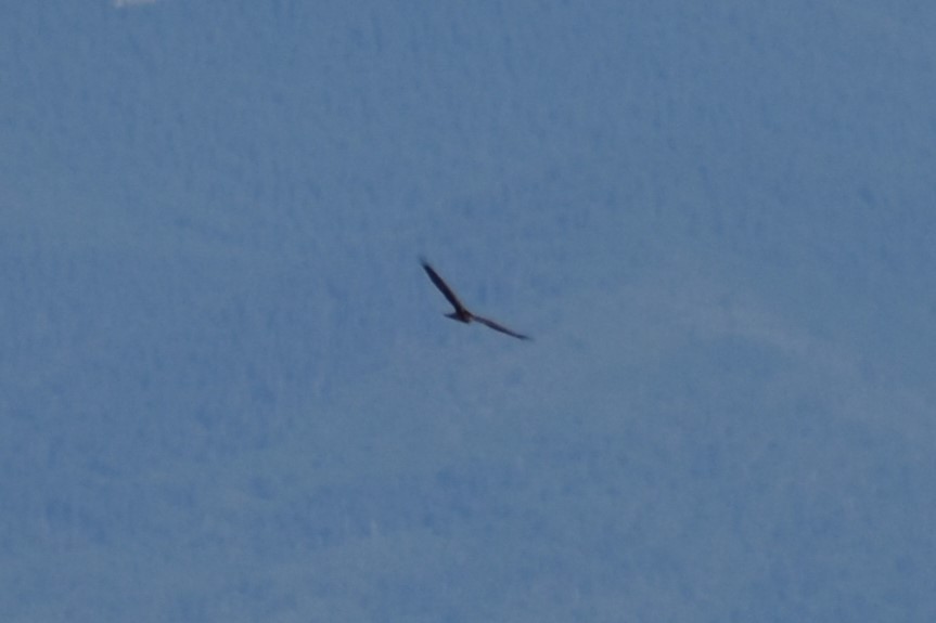 Northern Harrier - Michael Smith