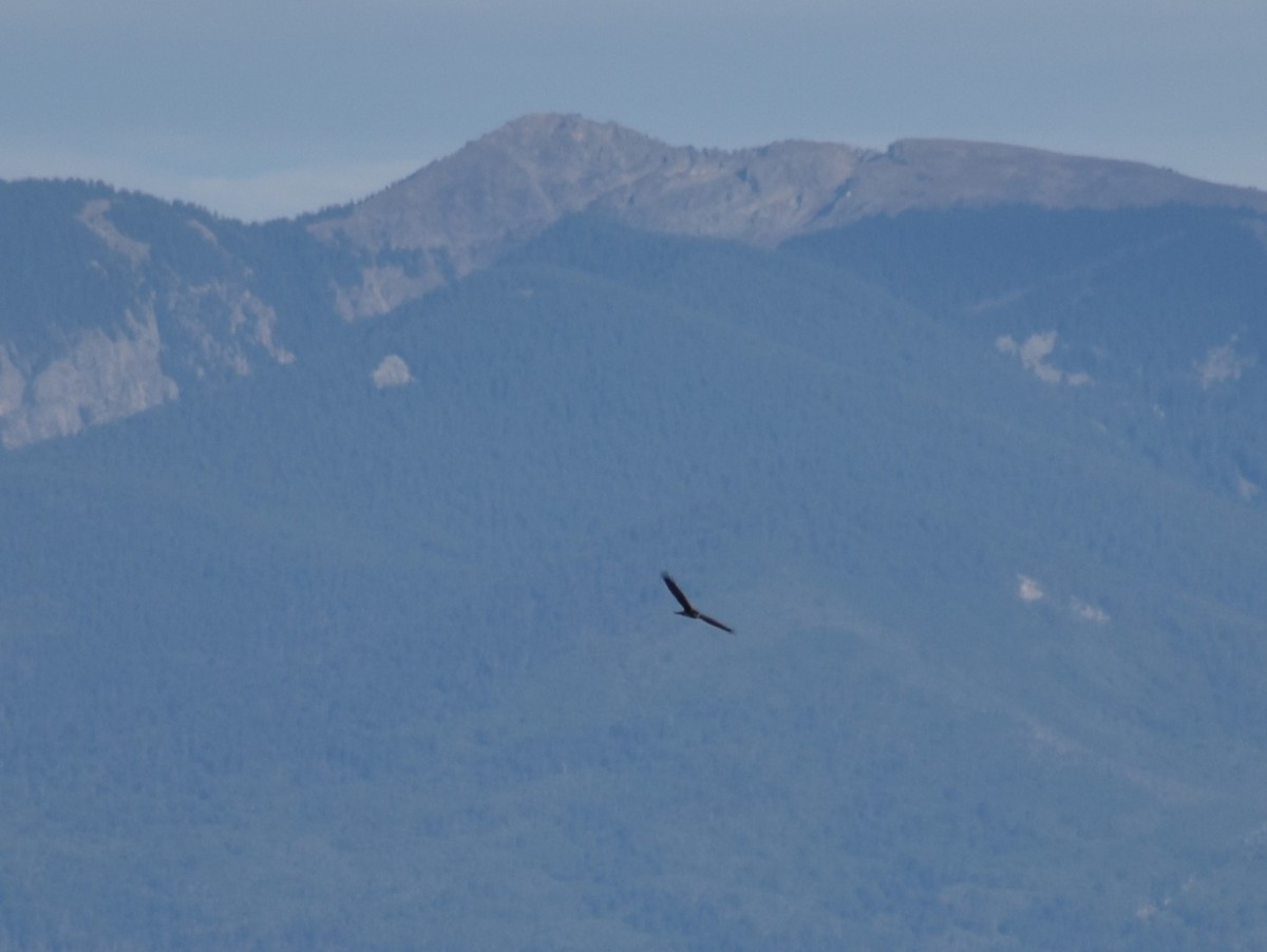 Northern Harrier - Michael Smith