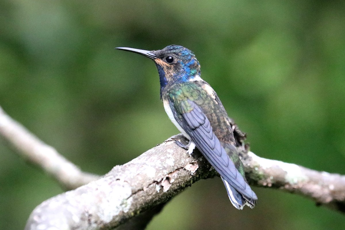 White-necked Jacobin - ML609150991