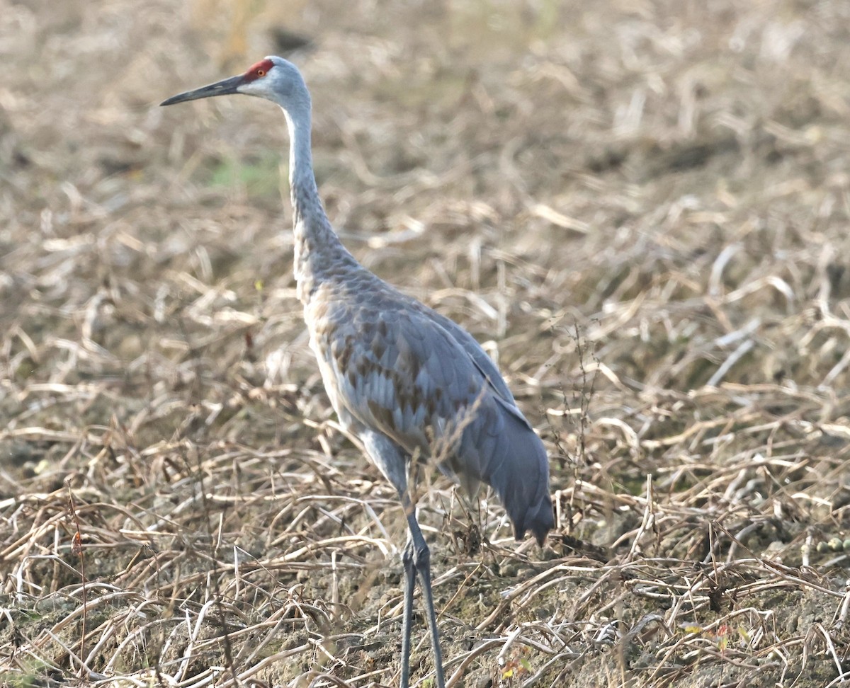 Sandhill Crane - Bob  Crowley