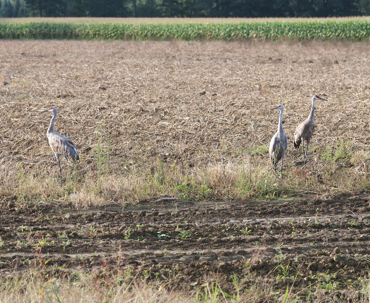 Sandhill Crane - ML609151130