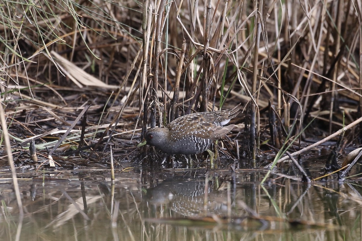 Australian Crake - ML609151154