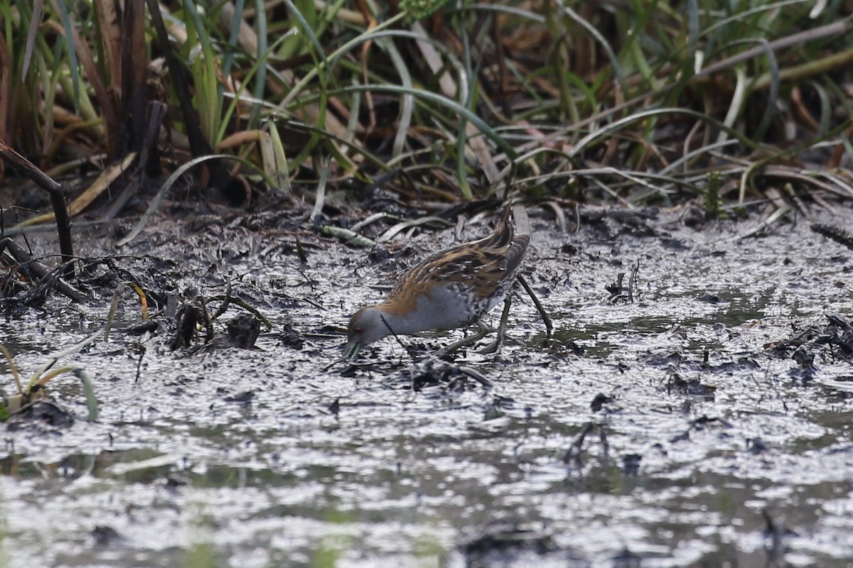 Baillon's Crake - ML609151168