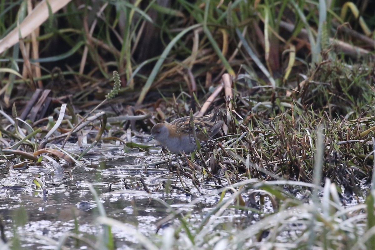 Baillon's Crake - ML609151170