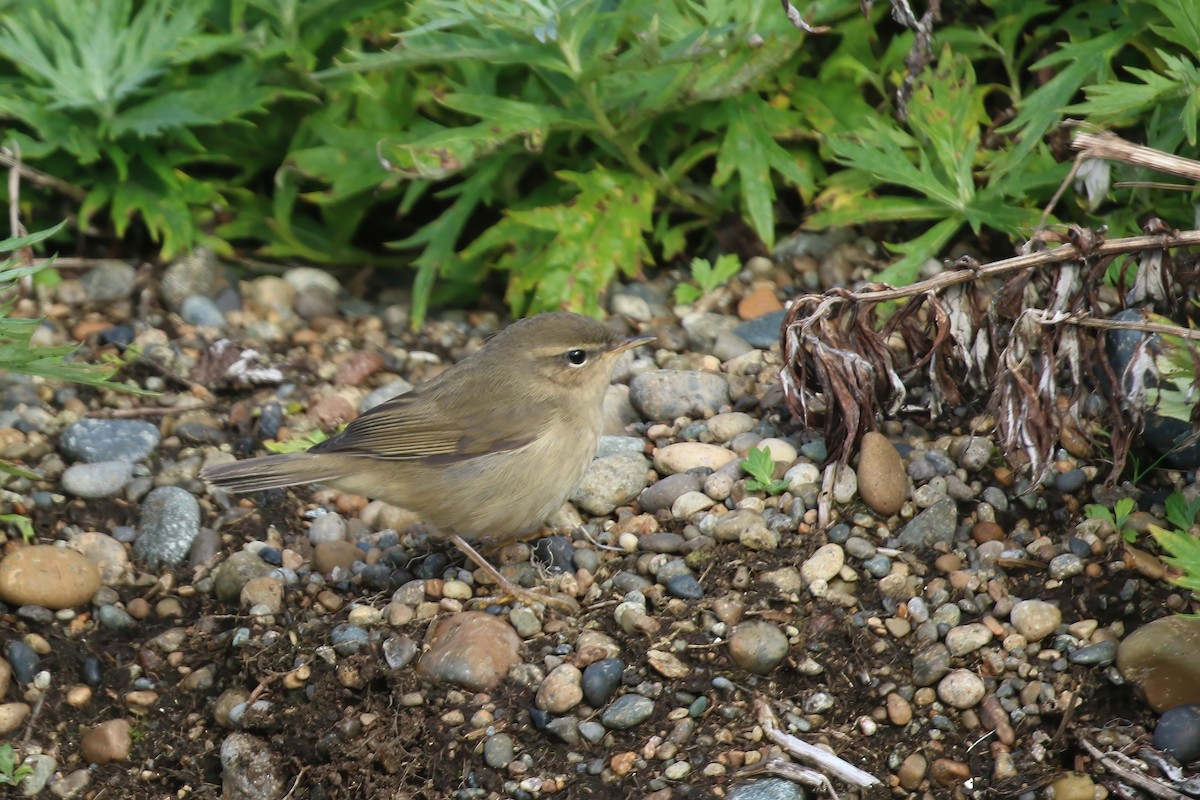 Dusky Warbler - ML609151175