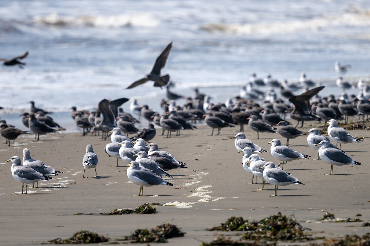 California Gull - ML609151187