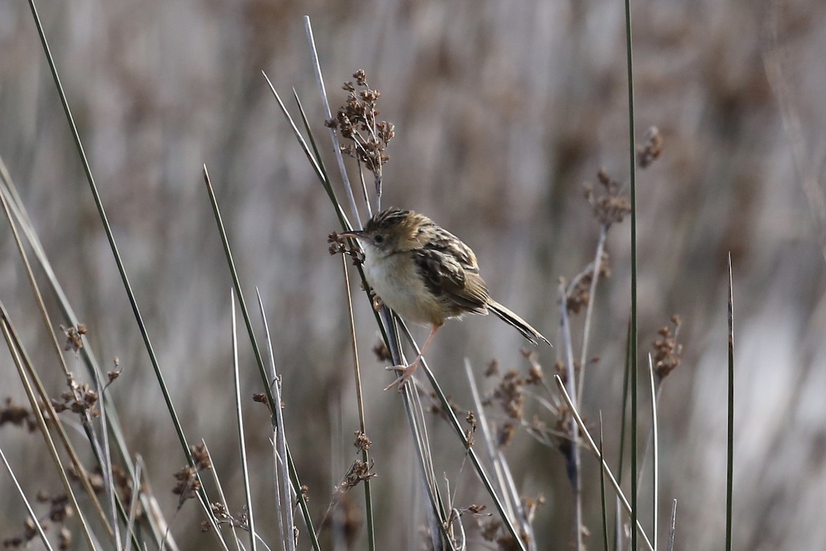 Golden-headed Cisticola - ML609151212