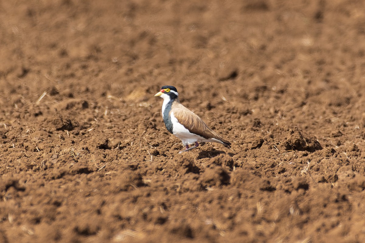 Banded Lapwing - ML609151257