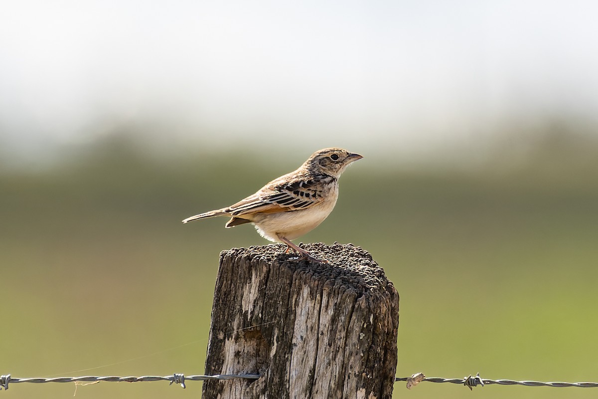 Singing Bushlark - ML609151267