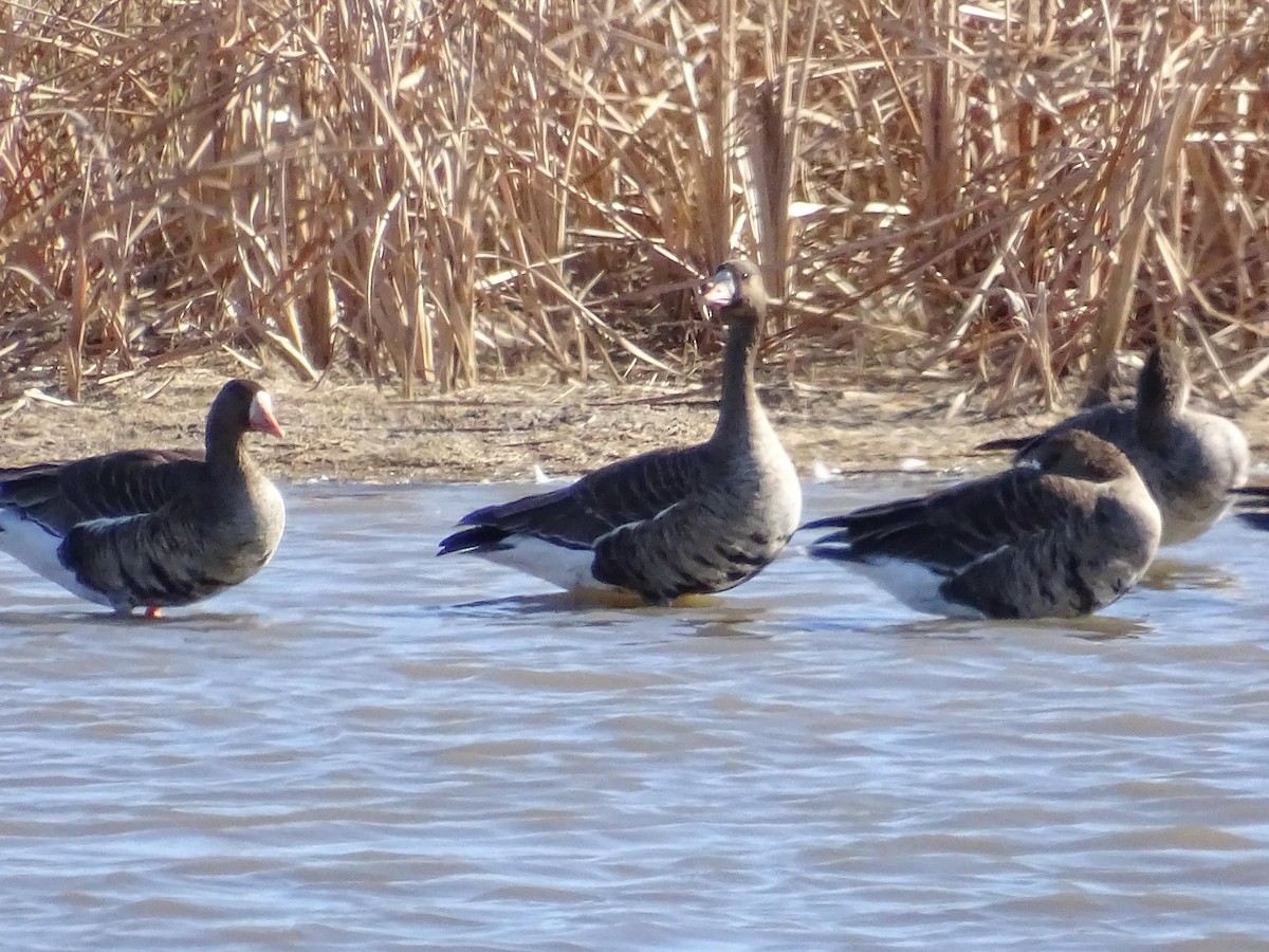 Greater White-fronted Goose - ML609151366