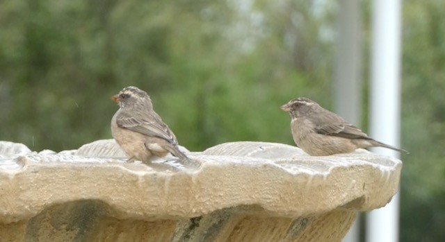Serin gris - ML609151373