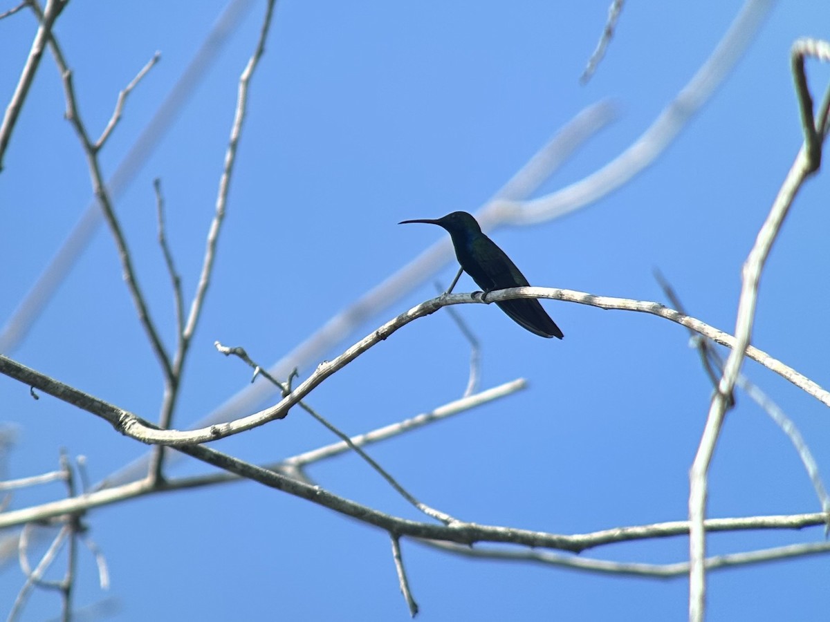 Black-throated Mango - William Orellana (Beaks and Peaks)