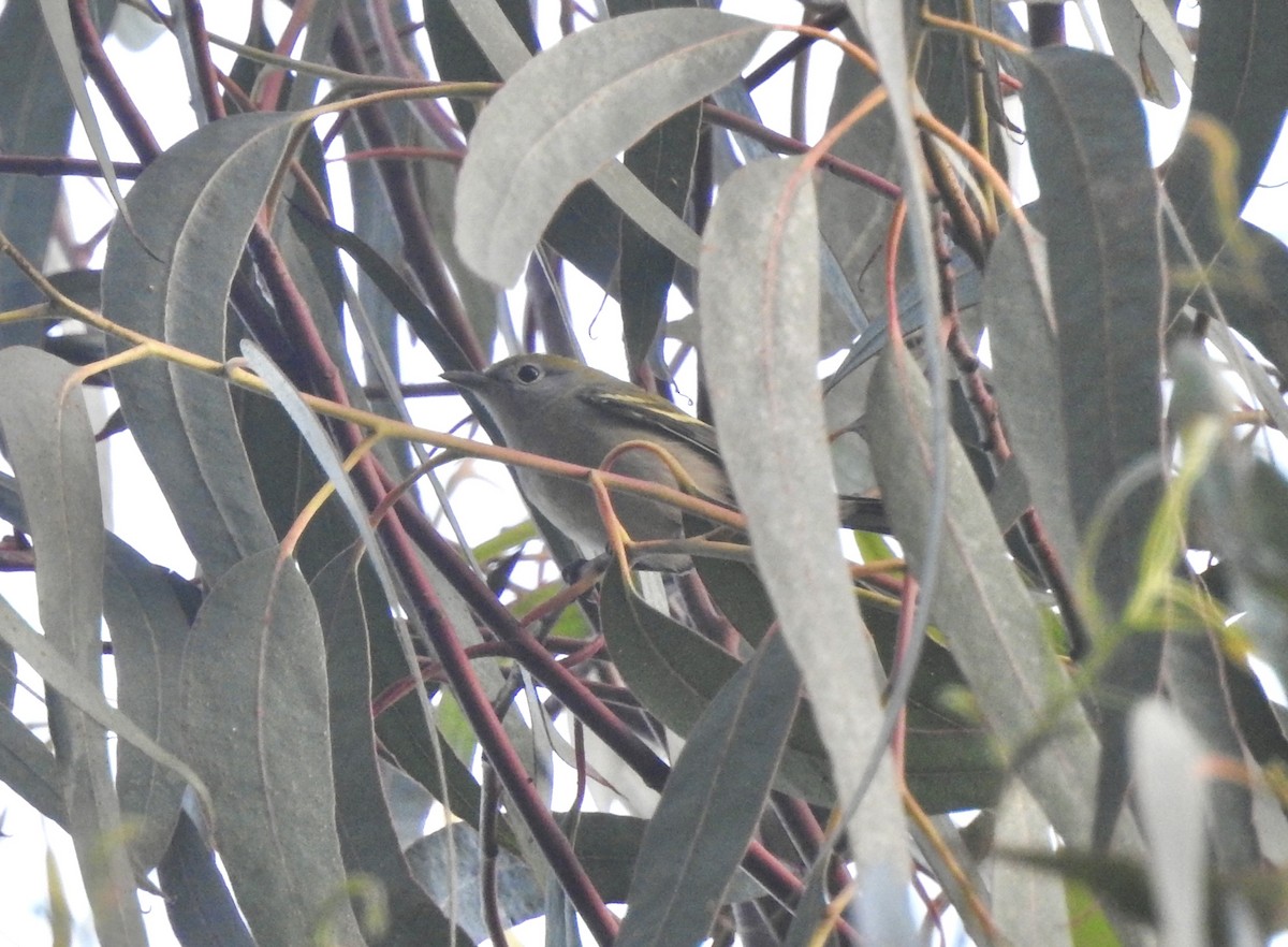 Chestnut-sided Warbler - ML609151418