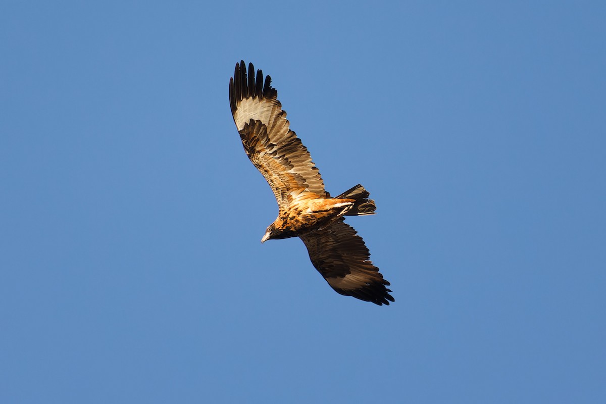 Black-breasted Kite - ML609151464