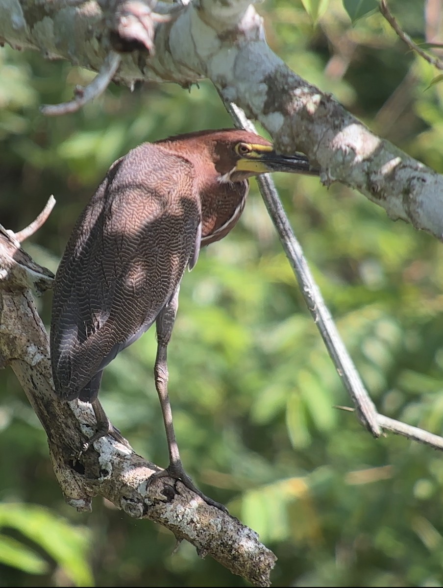 Rufescent Tiger-Heron - ML609151483