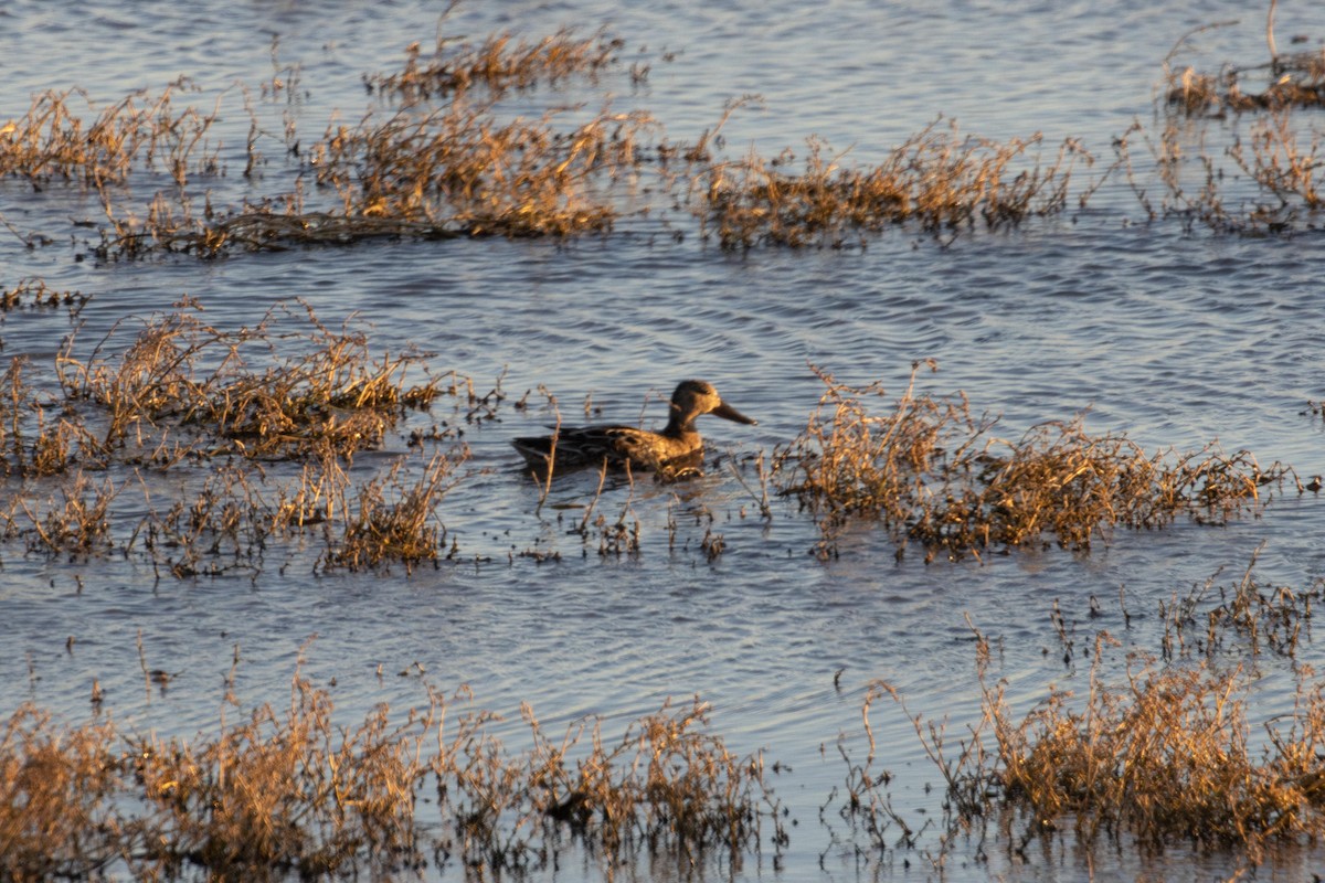 Blue-winged Teal - ML609151491