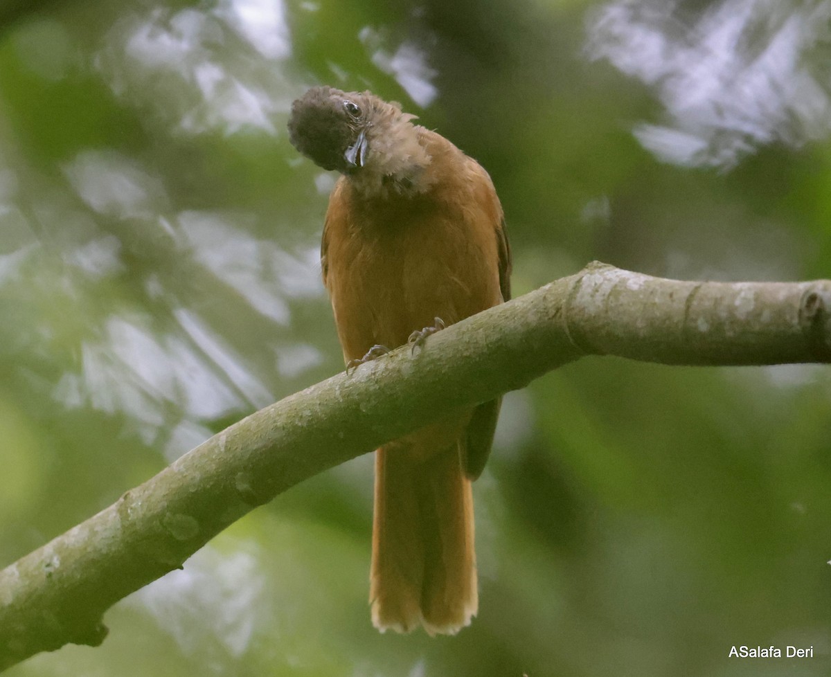 Rufous Flycatcher-Thrush - Fanis Theofanopoulos (ASalafa Deri)