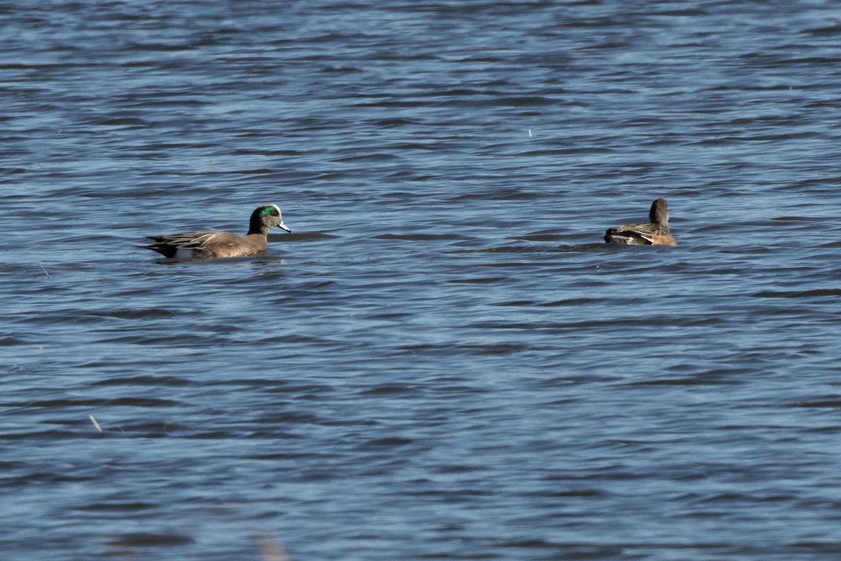 American Wigeon - dan davis