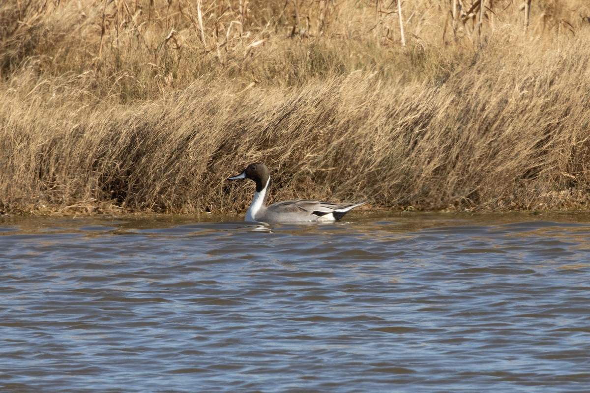 Northern Pintail - ML609151618
